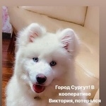 Подробнее об объявлении «Сургут Пропала собака кобель  помогите за вознагражден» Фото: пропала собака Самоедская лайка «Сургут Пропала собака кобель  помогите за...» в г. Сургут