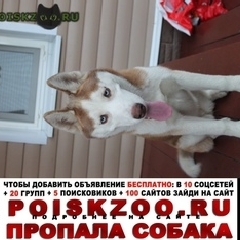 Подробнее об объявлении «Пропала собака самый лучший друг Тамбов» Фото: пропала собака Сибирская хаски «Пропала собака самый лучший друг Тамбов» в г. Тамбов