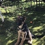 Подробнее об объявлении «Пропала собака кобель Адлер» Фото: пропала собака Немецкая овчарка «Пропала собака кобель Адлер» в г. Адлер