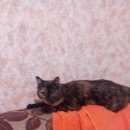 Подробнее об объявлении «Одинцово Пропала кошка» Фото: пропала кошка  «Одинцово Пропала кошка» в г. Одинцово