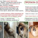 Подробнее об объявлении «Челябинск Пропала собака кобель» Фото: пропала собака  «Челябинск Пропала собака кобель» в г. Челябинск