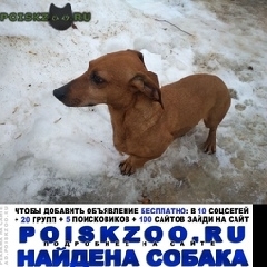 Подробнее об объявлении «Лотошино Найдена собака кобель такса рыжий кабель» Фото: найдена собака Такса «Лотошино Найдена собака кобель такса рыжий кабель» в г. Лотошино