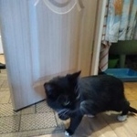 Подробнее об объявлении «Москва Найдена кошка» Фото: найдена кошка  «Москва Найдена кошка» в г. Москва