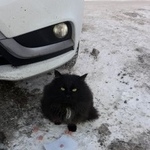 Подробнее об объявлении «Найдена кошка Курган» Фото: найдена кошка  «Найдена кошка Курган» в г. Курган