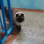 Подробнее об объявлении «Сургут Найдена кошка» Фото: найдена кошка Невская маскарадная «Сургут Найдена кошка» в г. Сургут