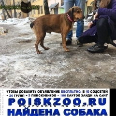 Подробнее об объявлении «Найдена собака кобель Красногорск» Фото: найдена собака  «Найдена собака кобель Красногорск» в г. Красногорск