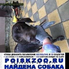 Подробнее об объявлении «Найдена собака Сочи» Фото: найдена собака  «Найдена собака Сочи» в г. Сочи