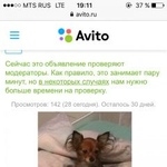 Подробнее об объявлении «Ейск Пропала собака» Фото: пропала собака Той-терьер «Ейск Пропала собака» в г. Ейск