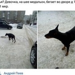 Подробнее об объявлении «Найдена собака Курган» Фото: найдена собака  «Найдена собака Курган» в г. Курган