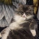 Подробнее об объявлении «Ногинск Пропал кот» Фото: пропала кошка  «Ногинск Пропал кот» в г. Ногинск