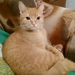 Подробнее об объявлении «Найдена кошка Кострома» Фото: найдена кошка  «Найдена кошка Кострома» в г. Кострома