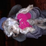 Подробнее об объявлении «Липецк Найдена собака кобель» Фото: найдена собака  «Липецк Найдена собака кобель» в г. Липецк