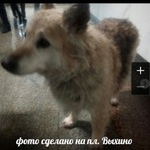 Подробнее об объявлении «Люберцы Пропала собака очень ищем» Фото: пропала собака  «Люберцы Пропала собака очень ищем» в г. Люберцы