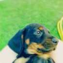 Подробнее об объявлении «Пропала собака кобель Таганрог» Фото: пропала собака Такса «Пропала собака кобель Таганрог» в г. Таганрог