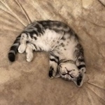 Подробнее об объявлении «Ангарск Пропала кошка котёнок» Фото: пропала кошка Британская короткошерстная «Ангарск Пропала кошка котёнок» в г. Ангарск