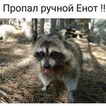 Подробнее об объявлении «Ялта Пропало домашнее животное ручной енот» Фото: пропало другое животное  «Ялта Пропало домашнее животное ручной енот» в г. Ялта