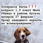 Подробнее об объявлении «Пропала собака кобель Красноярск» Фото: пропала собака Бигль «Пропала собака кобель Красноярск» в г. Красноярск