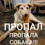 Подробнее об объявлении «Пропала собака Шахты» Фото: пропала собака  «Пропала собака Шахты» в г. Шахты