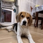 Подробнее об объявлении «Анапа Пропала собака» Фото: пропала собака Бигль «Анапа Пропала собака» в г. Анапа