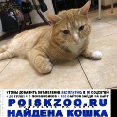 Подробнее об объявлении «Москва Найден кот рыжий кот» Фото: найдена кошка  «Москва Найден кот рыжий кот» в г. Москва