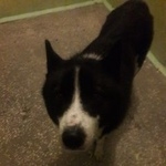 Подробнее об объявлении «Найдена собака на улице котовского Тюмень» Фото: найдена собака  «Найдена собака на улице котовского Тюмень» в г. Тюмень