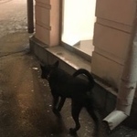 Подробнее об объявлении «Найдена собака пресненский район Москва» Фото: найдена собака  «Найдена собака пресненский район Москва» в г. Москва
