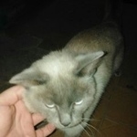Подробнее об объявлении «Найдена кошка Курган» Фото: найдена кошка  «Найдена кошка Курган» в г. Курган