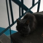 Подробнее об объявлении «Найдена кошка Курган» Фото: найдена кошка  «Найдена кошка Курган» в г. Курган
