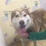 Подробнее об объявлении «Пропала собака кобель хаски Рязань» Фото: пропала собака Сибирская хаски «Пропала собака кобель хаски Рязань» в г. Рязань