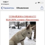 Подробнее об объявлении «Найдена собака Москва» Фото: найдена собака  «Найдена собака Москва» в г. Москва