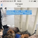 Подробнее об объявлении «Найдена собака ы собаки Москва» Фото: найдена собака  «Найдена собака ы собаки Москва» в г. Москва