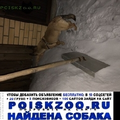 Подробнее об объявлении «Найдена собака кобель Москва» Фото: найдена собака  «Найдена собака кобель Москва» в г. Москва