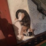 Подробнее об объявлении «Москва Пропала кошка» Фото: пропала кошка  «Москва Пропала кошка» в г. Москва