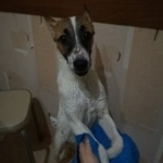 Подробнее об объявлении «Пропала собака Самара» Фото: пропала собака  «Пропала собака Самара» в г. Самара