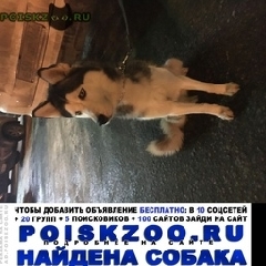Подробнее об объявлении «Найдена собака кобель хаски Москва» Фото: найдена собака  «Найдена собака кобель хаски Москва» в г. Москва