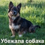 Подробнее об объявлении «Пропала собака кобель в районе деревни ямуга Клин» Фото: пропала собака  «Пропала собака кобель в районе деревни ямуга Клин» в г. Клин