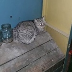 Подробнее об объявлении «Казань Найдена кошка /кот» Фото: найдена кошка Британская короткошерстная «Казань Найдена кошка /кот» в г. Казань
