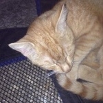 Подробнее об объявлении «Москва Найден кот» Фото: найдена кошка  «Москва Найден кот» в г. Москва