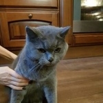 Подробнее об объявлении «Екатеринбург Найден кот» Фото: найдена кошка Британская короткошерстная «Екатеринбург Найден кот» в г. Екатеринбург
