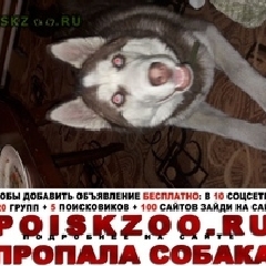 Подробнее об объявлении «Осинники Пропала собака кобель» Фото: пропала собака Сибирская хаски «Осинники Пропала собака кобель» в г. Осинники