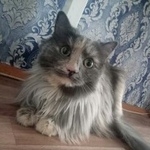 Подробнее об объявлении «Найдена кошка Курган» Фото: найдена кошка  «Найдена кошка Курган» в г. Курган