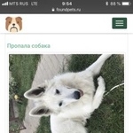 Подробнее об объявлении «Барыбино Пропала собака» Фото: пропала собака Шведская овчарка «Барыбино Пропала собака» в г. Барыбино