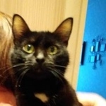 Подробнее об объявлении «Москва Найдена кошка» Фото: найдена кошка  «Москва Найдена кошка» в г. Москва