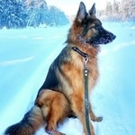 Подробнее об объявлении «Пропала собака немецкая овчарка Санкт-Петербург» Фото: пропала собака Немецкая овчарка «Пропала собака немецкая овчарка Санкт-Петербург» в г. Санкт-Петербург