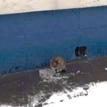 Подробнее об объявлении «Москва Найдена кошка потеряшка ждет хозяев» Фото: найдена кошка  «Москва Найдена кошка потеряшка ждет хозяев» в г. Москва