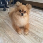 Подробнее об объявлении «Найдена собака кобель Нижний Новгород» Фото: найдена собака Померанский шпиц «Найдена собака кобель Нижний Новгород» в г. Нижний Новгород