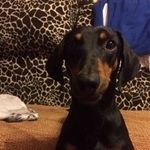 Подробнее об объявлении «Донецк Донецкая обл. Найдена собака кобель такса» Фото: найдена собака Такса «Донецк Донецкая обл. Найдена собака кобель такса» в г. Донецк Донецкая обл.