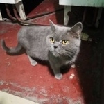 Подробнее об объявлении «Москва Найдена кошка бирюлево западное» Фото: найдена кошка  «Москва Найдена кошка бирюлево западное» в г. Москва