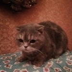 Подробнее об объявлении «Найдена кошка Курган» Фото: найдена кошка  «Найдена кошка Курган» в г. Курган