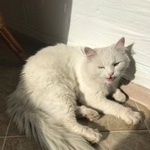 Подробнее об объявлении «Пропала кошка Москва» Фото: пропала кошка  «Пропала кошка Москва» в г. Москва